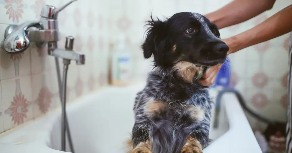 Grooming & Bathing